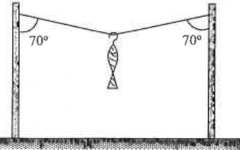 Fish hung from a light string stretched between two poles, the string making 70 degrees with each pole