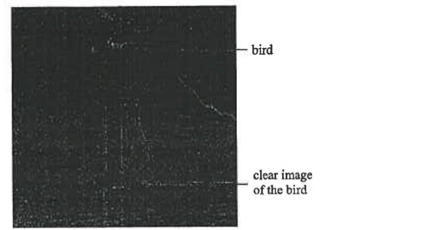 Photograph of a bird and its clear image on a calm water surface