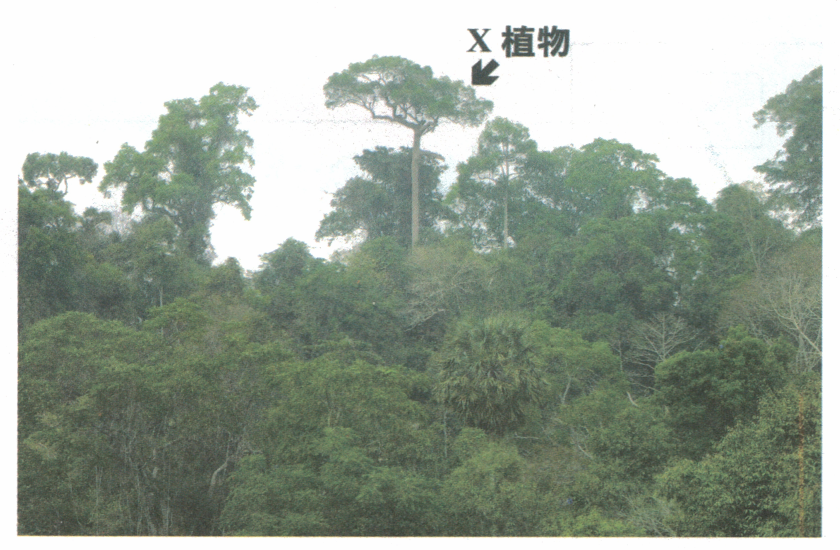 標示X植物的熱帶雨林植被照片