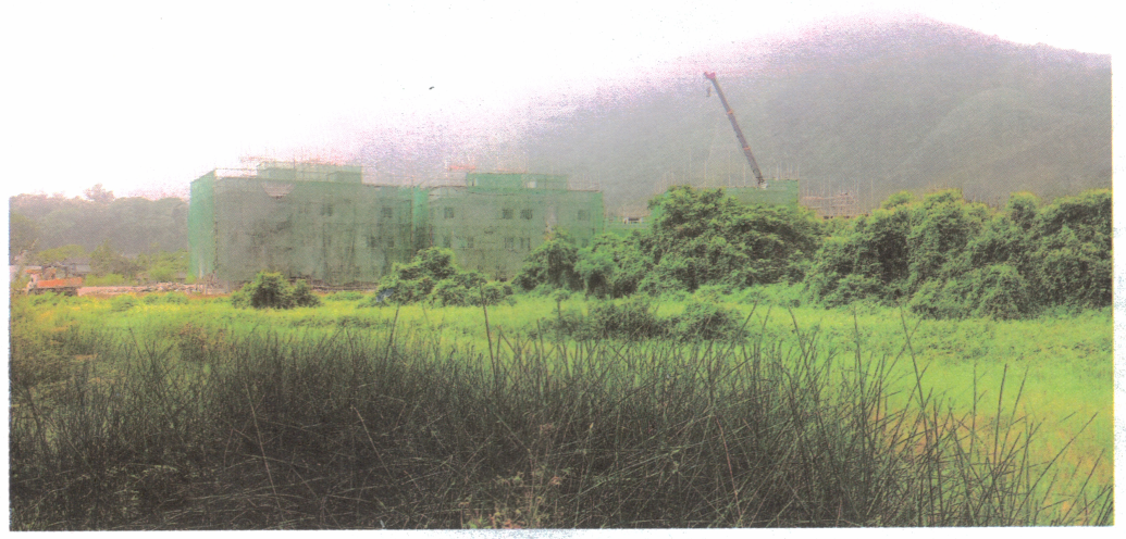 建築中的樓宇位於雜草叢生的草地及灌木後方的照片