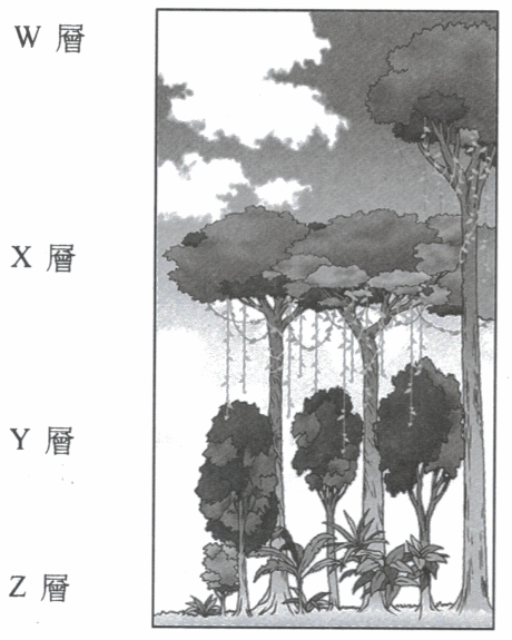 熱帶雨林植物層圖,由上至下標示 W 層、X 層、Y 層及 Z 層