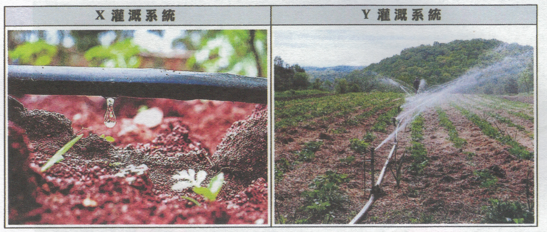 兩張照片:X 灌溉系統是滴灌管向泥土滴下水珠;Y 灌溉系統是噴灌器向田地噴水