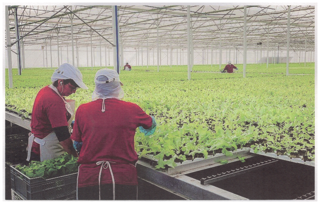 工人在大型溫室內照料成行蔬菜的照片