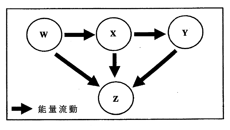 食物鏈圖:箭頭由 W 指向 X、X 指向 Y,並由 W、X 及 Y 指向 Z,箭頭表示能量流動