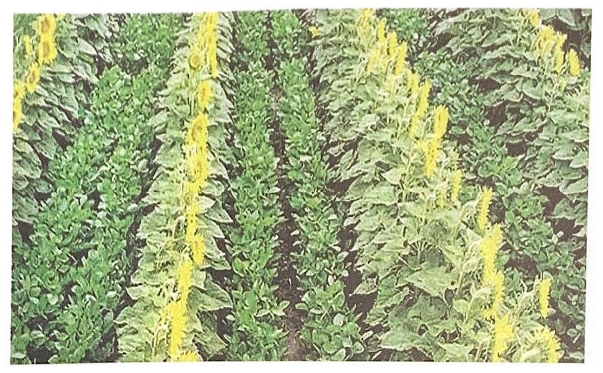 兩種不同作物交替種植成行的照片