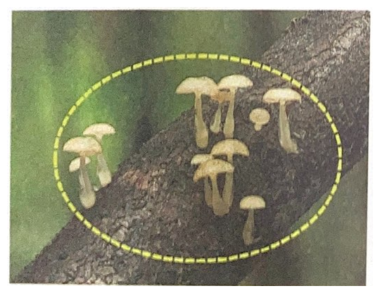 生長在樹幹上的一群蘑菇的照片,以虛線圈出