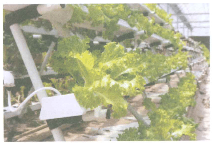 溫室內層疊種植生菜的照片