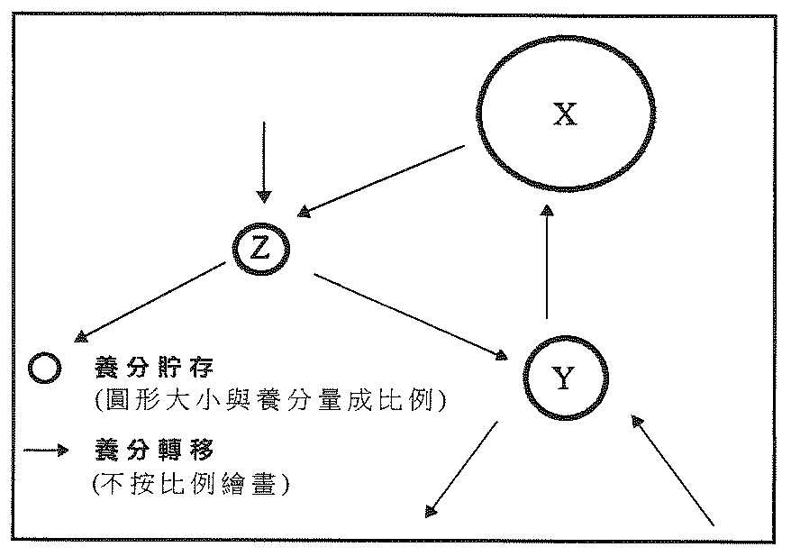 熱帶雨林生態系統的養分循環圖,顯示養分貯存 X、Y 及 Z(圓形大小與養分量成比例)及以箭咀表示的養分轉移
